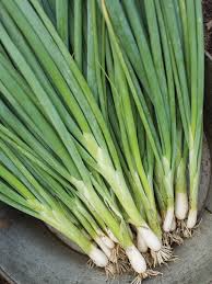 Evergreen Bunching Onion Seeds – Non-Bulbing Green Onion – Perennial Vegetable for Containers, Raised Beds, or Garden Borders