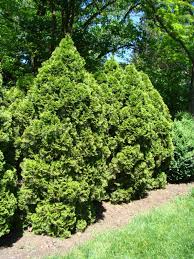 Thuja occidentalis Seeds – Eastern Arborvitae Tree – Cold Hardy Evergreen for Hedges, Privacy Screens, Windbreaks, and Native Landscaping