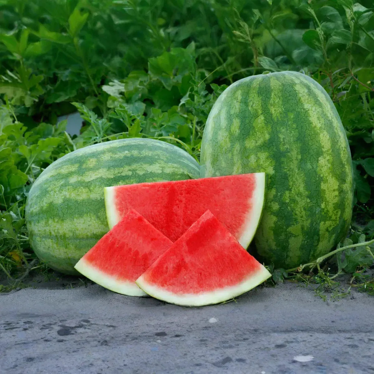 50+ Secretariat Seedless Watermelon Seeds – USA Grown, Non-GMO, Juicy & Sweet, Garden Fruit Starter –