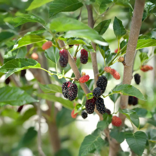 10 Cuttings of Mulberry, Early Fruiting, Easy-to-Root and Grow, Morus alba
