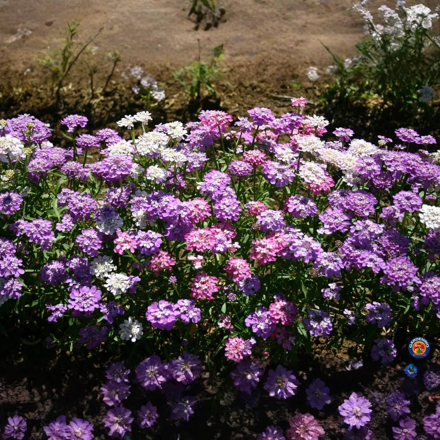 1000 Candytuft MIXED COLORS Seeds, Ground Cover, Pollinators, Fragrant Flowers, Iberis Umbellata, Non-GMO, Hardy, Garden Plants