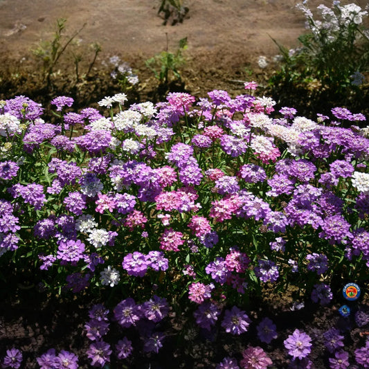 1000 Candytuft MIXED COLORS Seeds, Ground Cover, Pollinators, Fragrant Flowers, Iberis Umbellata, Non-GMO, Hardy, Garden Plants