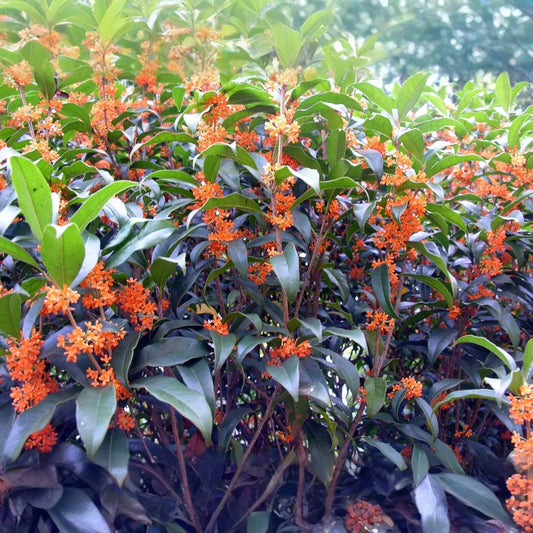 1 Apricot Echo Osmanthus fragrans Rooted Starter Plant - Fragrant Tea Sweet Olive Bareroot - Ideal for Garden, Fragrant Evergreen Shrub