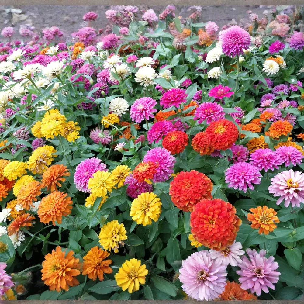 500 Giant Dahlia Flower Seeds, California Giants Annual Mix, Zinnia elegans, Vibrant Color Mix, Easy to Grow, for Garden & Cut Flowers