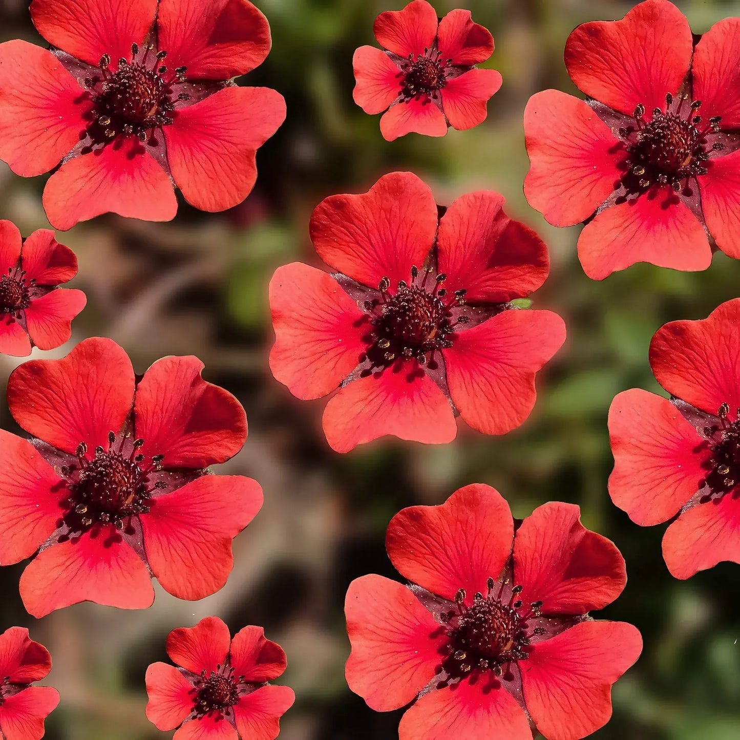 1000 Seeds SCARLET CINQUEFOIL (Potentilla recta) Perennial Red Flowers, Pollinators, Bees, Hummingbirds, Non-GMO, Ideal for Gardens