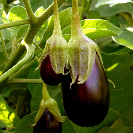 Eggplant Black Beauty Seeds – 300mg for Planting, Heirloom Variety, Large  Glossy, High Yield, Heat Tolerant, Garden & Container