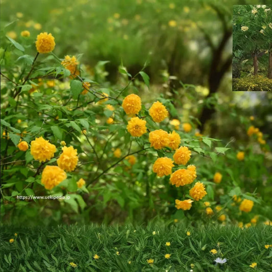 10 Kerria Japonica Cuttings for Rooting | Japanese Rose | Miracle Marigold | 7" Fresh Unrooted Cuttings | Easy to Root |