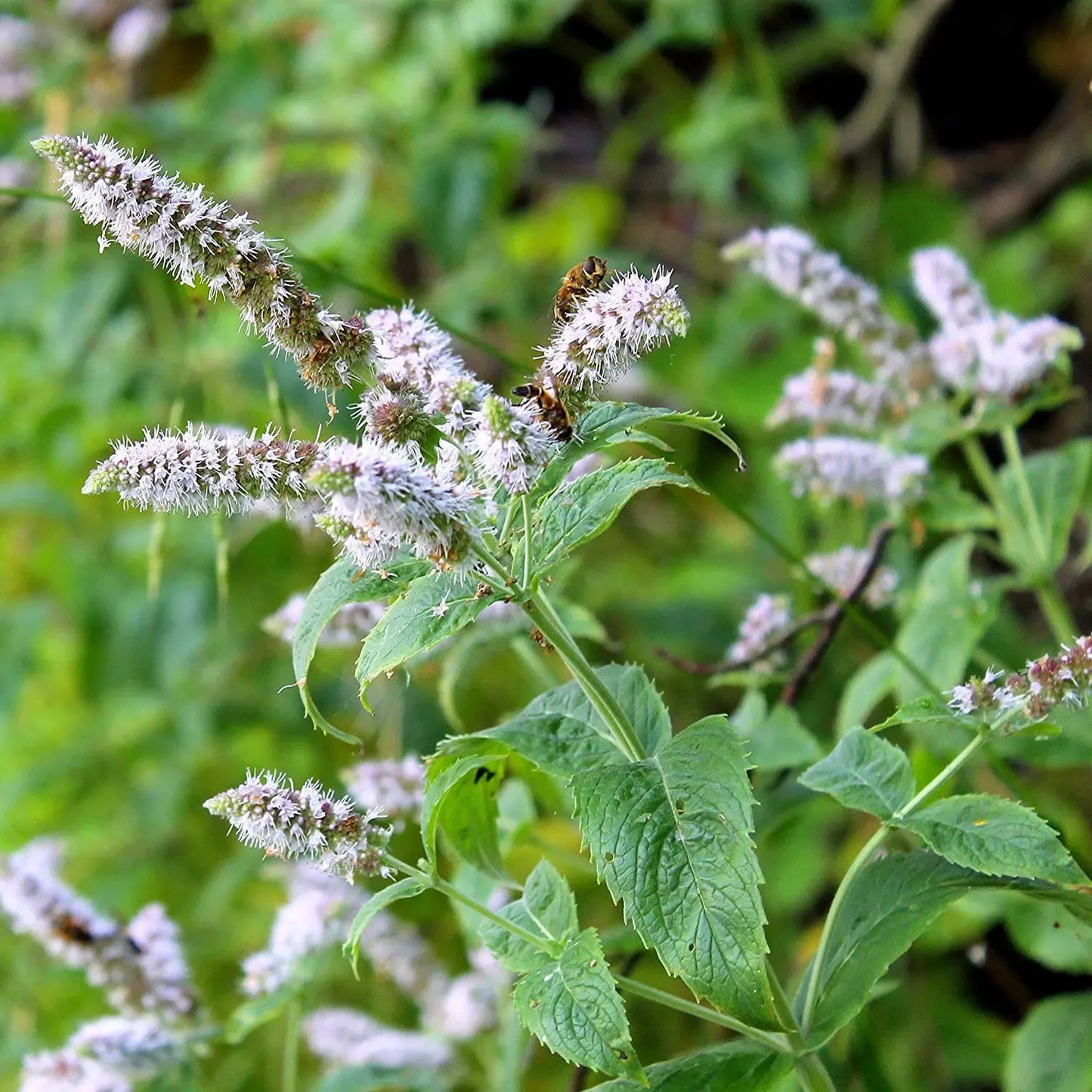 Peppermint Herb Seeds – 30mg for Planting, Strong Mint Aroma, Perennial Herb, Great for Teas, Desserts, and Fragrant Garden Spaces