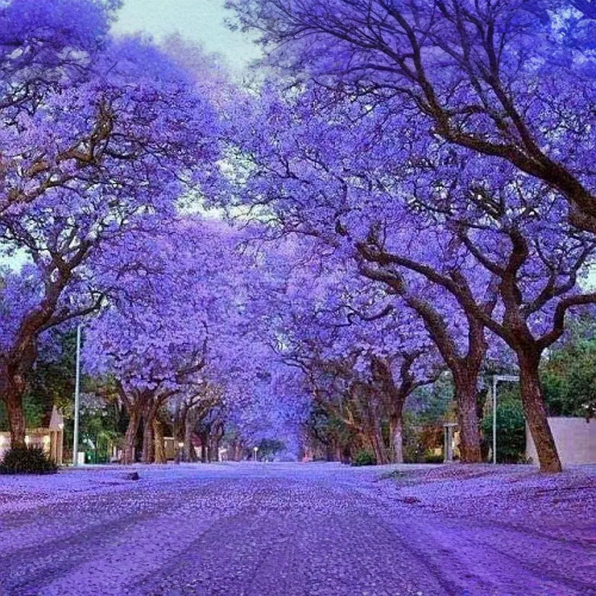 100 Royal Empress Tree Seeds (Paulownia tomentosa), Purple Flowers, Fast-Growing Tree, Decorative Tree, Garden Starter, Landscape Plant
