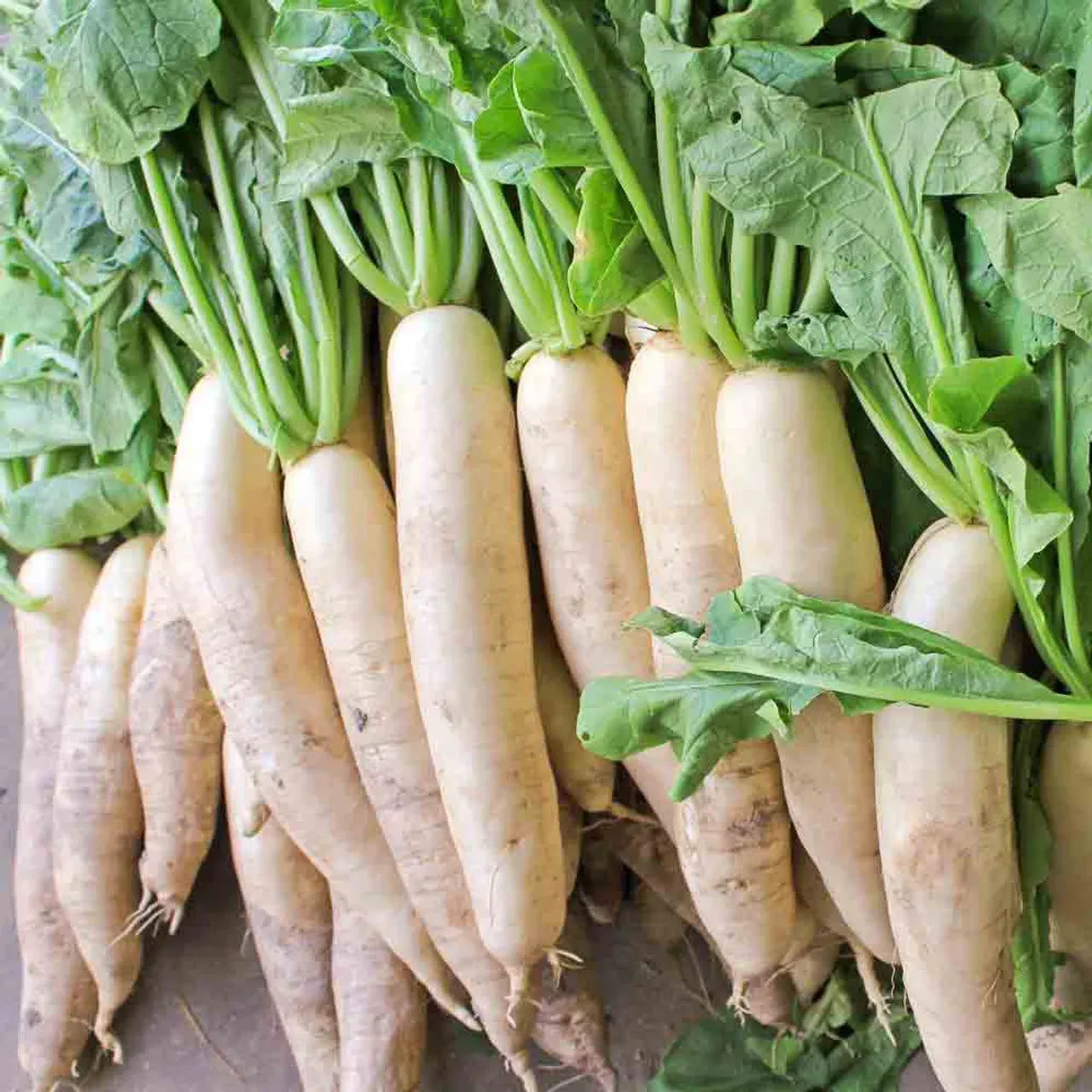1g Japanese Minowase Daikon Radish Seeds Raphanus sativus | Heirloom, Non-GMO, Mild Flavor, Long White Roots, Easy to Grow Vegetable