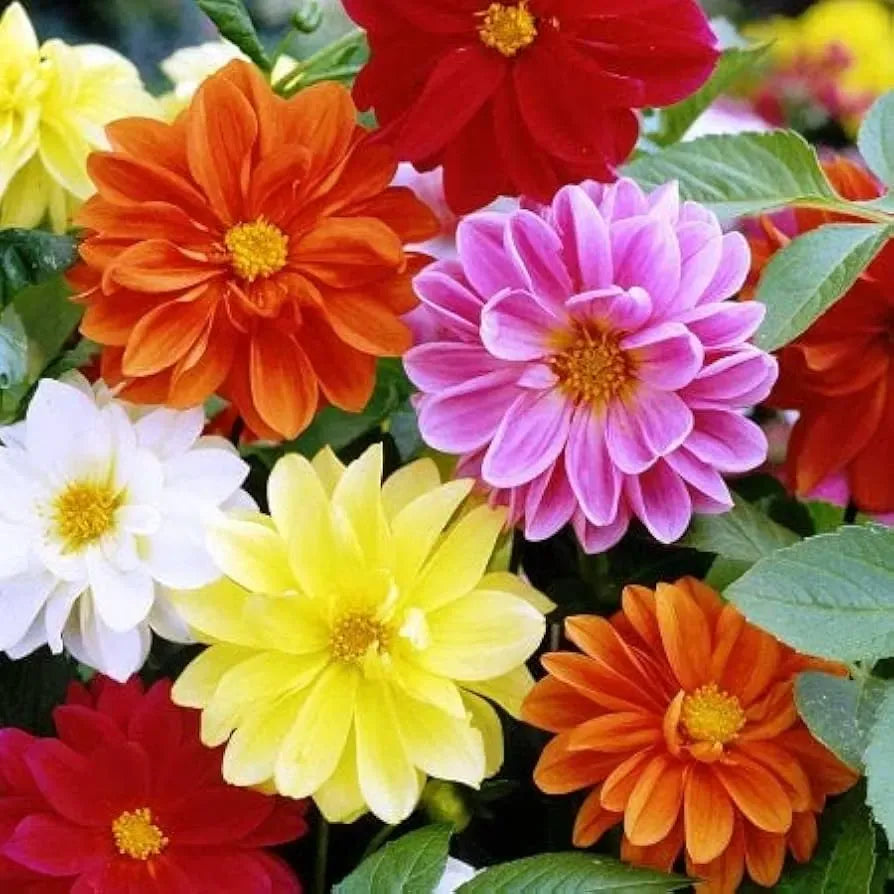 Cracker Jack Mix Marigold Seeds | Large Double Blooms | Non-GMO |  | Zones 1-10 - 🆕 New Arrivals, All Products, Products from Jayme Garden, 🏡 Home + Garden - Little Red General Store