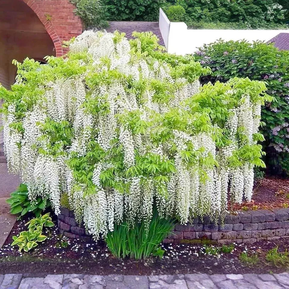 5 White Wisteria floribunda Alba Seeds – Hardy Climbing Vine, Fragrant White Flowers, Rare for Garden