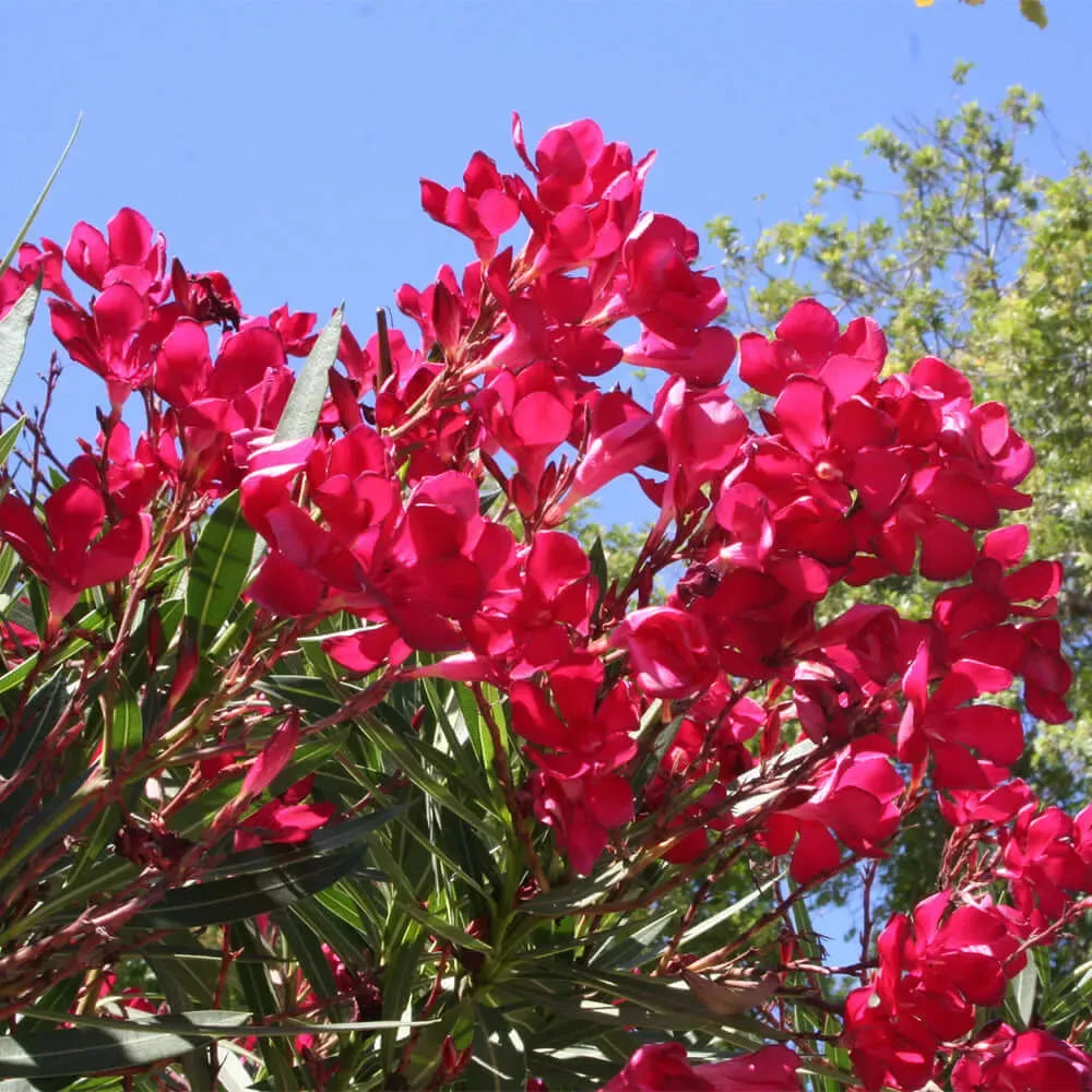 Oleander Red Live Cuttings, 7 Unrooted 6” Plants, Fast-Growing Evergreen Shrub, Vibrant Red Flowers, USDA Zones 8-10