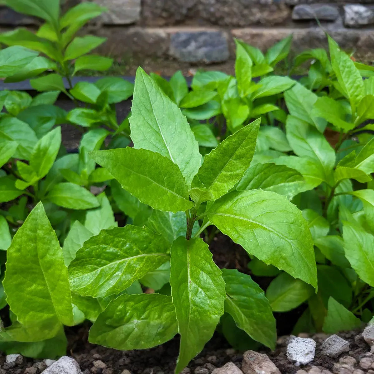 8 Fresh Cuttings – Gynura Procumbens (Longevity Spinach) | Easy-to-Grow Edible Perennial | Nutritious Superfood