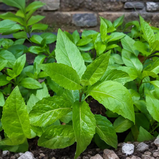 8 Fresh Cuttings – Gynura Procumbens (Longevity Spinach) | Easy-to-Grow Edible Perennial | Nutritious Superfood