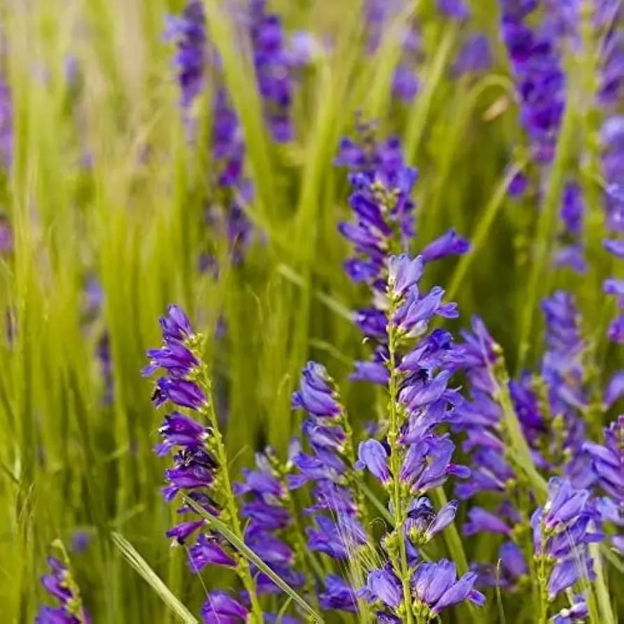 100 mg Seeds Penstemon Cyanocaulis (Blue Stem Beardtongue) for Planting | Hardy Perennial Wildflower for Pollinator Gardens