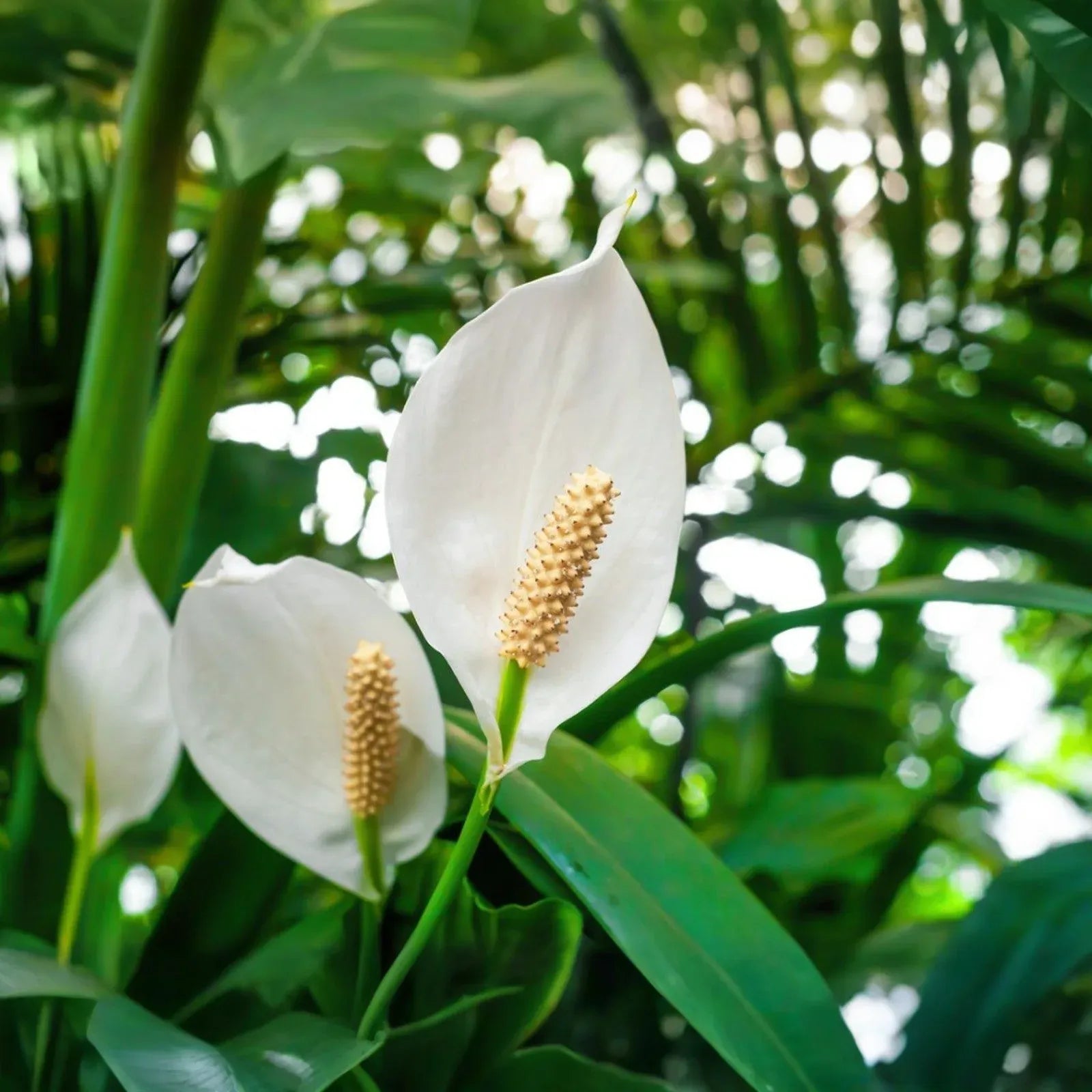 Peace Lily (Spathiphyllum) Live Plant | 10-12 Inches Tall | White Flowers | Indoor/Outdoor | Air Purifying | Low Light Houseplant