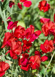 Royal Scarlet Sweet Pea Seeds – 50+ Vivid Red Blooms – Climbing Flower Vine for Trellises, Bouquets, Cottage Gardens & Arches – USA