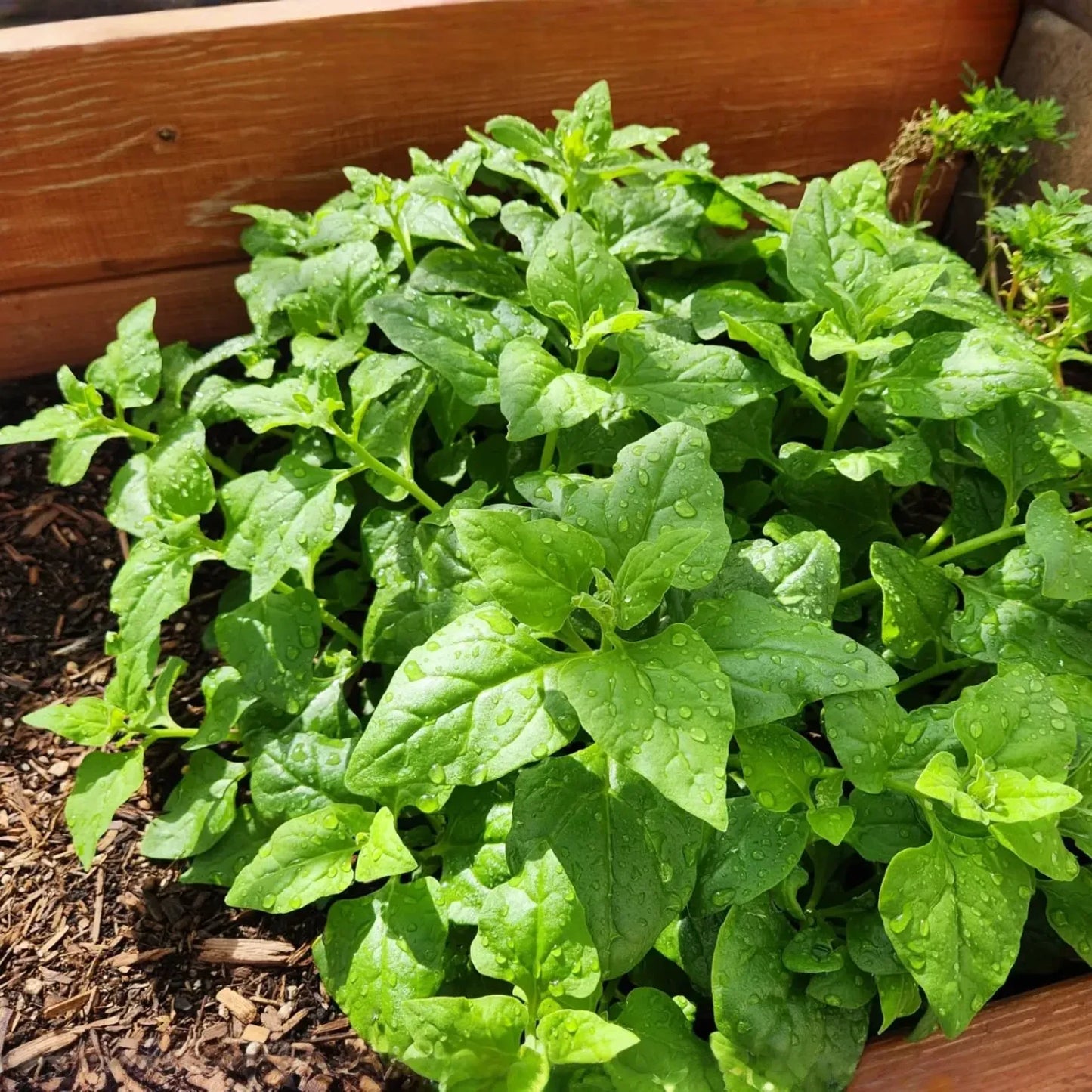1g Spinach New Zealand Seeds Tetragonia tetragonioides | Heat-Tolerant, Non-GMO, Nutritious Greens, High Yields, Easy to Grow Vegetable