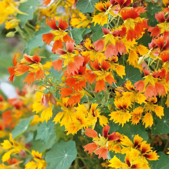 50+ Phoenix Nasturtium Seeds – Fringed, Fiery Blooms for Garden Planting, Edible Flowers for Beds, Borders & Containers – USA
