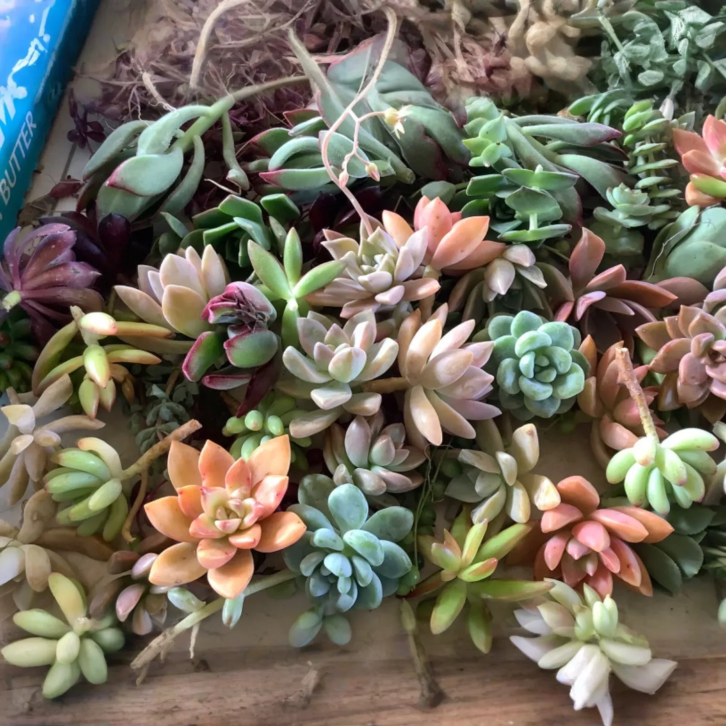 20+ Assorted Succulent Unrooted Cuttings - 20 Varieties, Echeveria, Crassula, Sedum, Aloe, Kalanchoe, & More - DIY Plant Collection