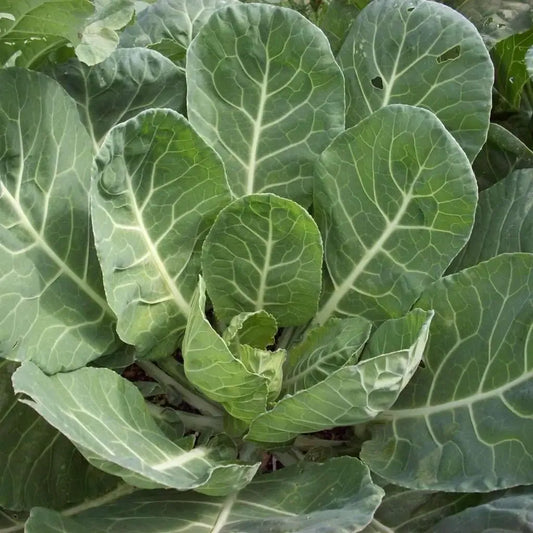 1g Collard Vates Seeds Brassica oleracea | Cold-Hardy, Nutritious Heirloom Greens for Garden & Containers