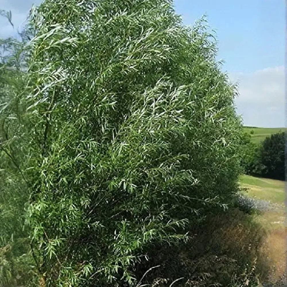 100 Austree Hybrid Willow Tree 8” Unrooted Cuttings – Fast Growing, Easy to Root, Ideal for Privacy Hedges, Salix matsudana x alba