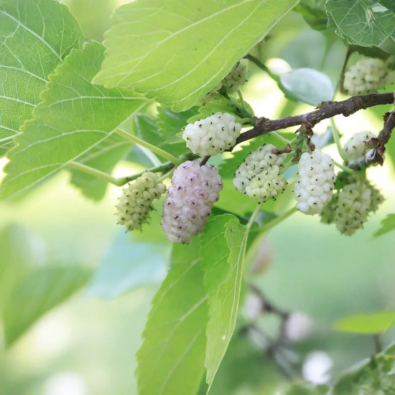 10pcs White Mulberry (Morus alba) Unrooted Cuttings 6-8", Edible Fruit Tree Cuttings, Grow Your Own Mulberry, Perfect for Gardens & Orchards