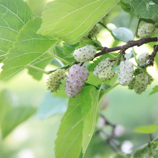 10pcs White Mulberry (Morus alba) Unrooted Cuttings 6-8", Edible Fruit Tree Cuttings, Grow Your Own Mulberry, Perfect for Gardens & Orchards