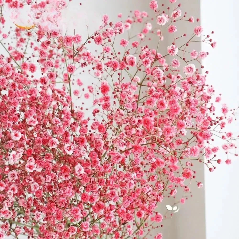 1000 Seeds Baby's Breath Deep Carmine, Crimson Red Flowers, Non-GMO, Pollinator-Friendly, Elegant Garden Blooms, Gypsophila elegans