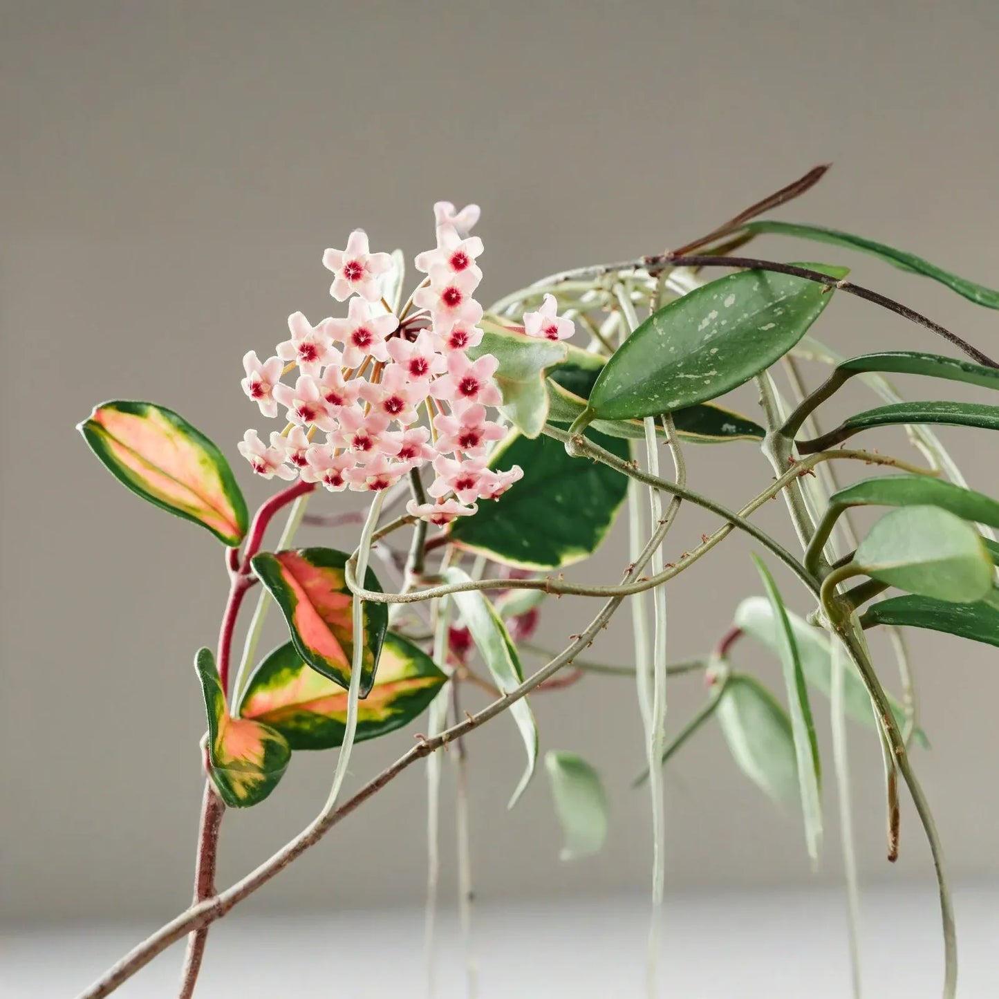 Hoya Carnosa Starter Plant - Variegated Tricolor Hoya Krimson Princess, 5" Tall - Unique Tropical Houseplant with Colorful Foliage