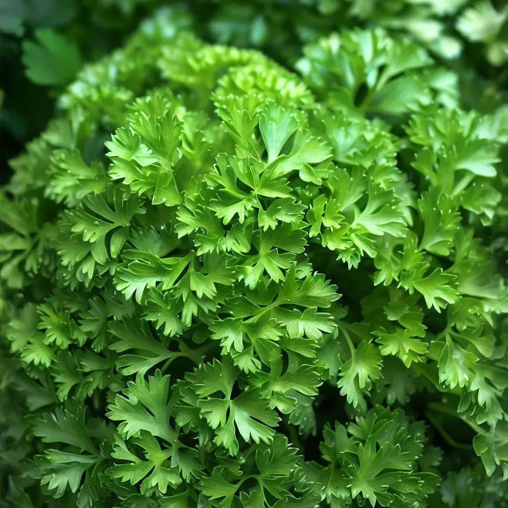 1g Parsley Dark Green Italian Giant Seeds | Petroselinum crispum | Heirloom, Non-GMO Herb | Robust & Flavorful