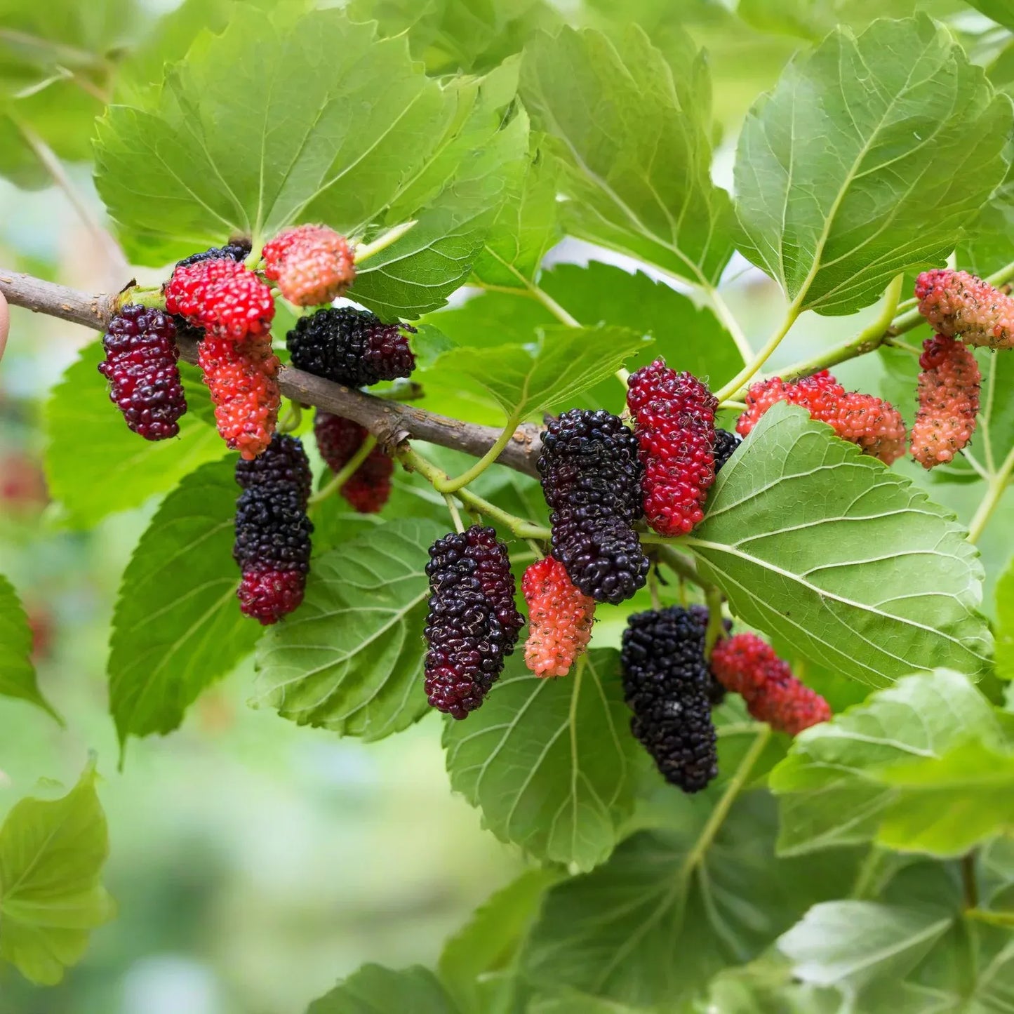 50 Black Mulberry Tree Seeds (Morus nigra), Sweet Edible Fruits, Hardy Tree, Fast Growing, Backyard Fruit, Garden Starter, Mulberry Bush