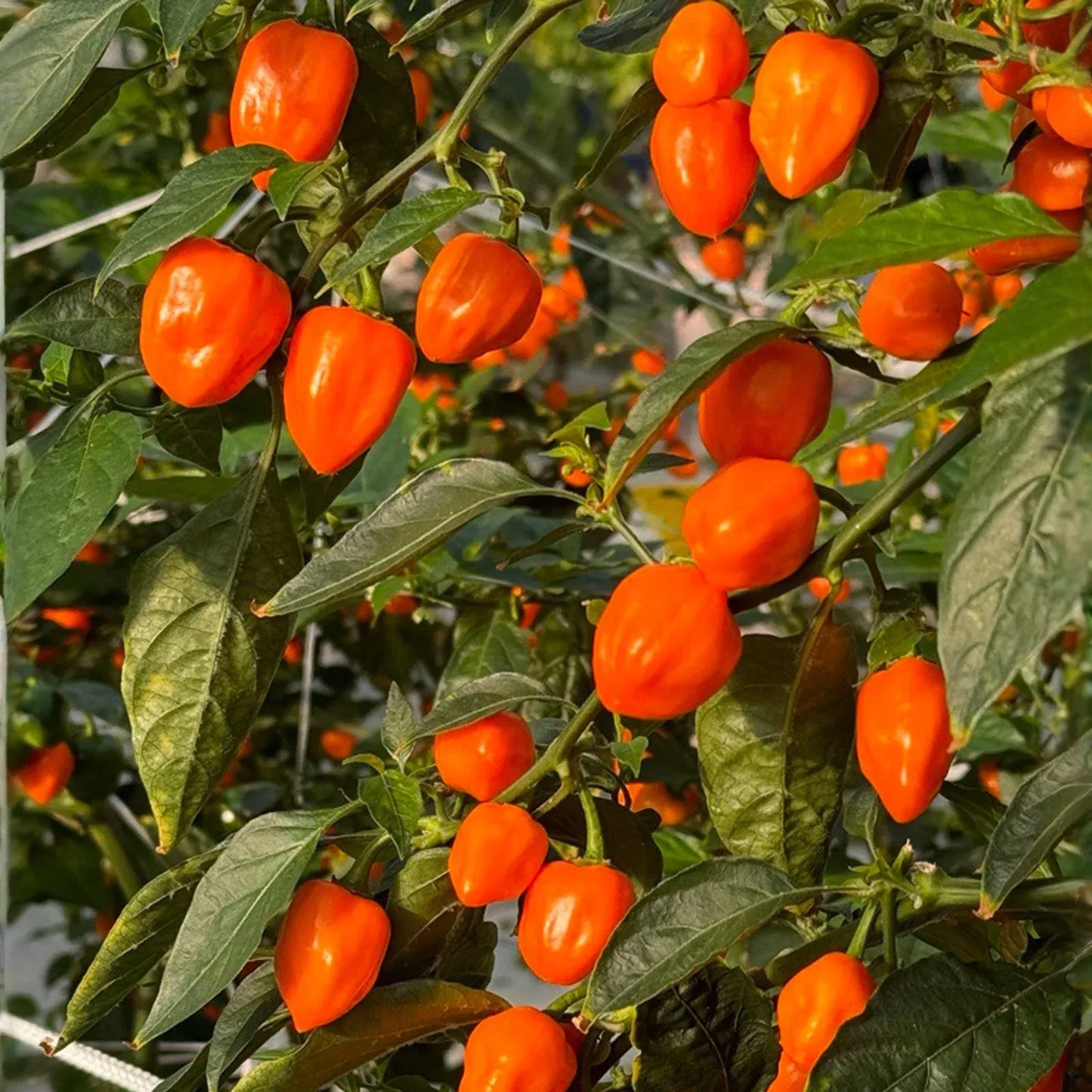20 Seeds Orange Habanero Pepper – Capsicum chinense, Fiery Heirloom Hot Pepper