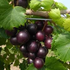 Southern Fox Grape Seeds (Vitis rotundifolia) | 25 Seeds | Grow Muscadine Grapes for Fresh Eating, Wine & Jelly