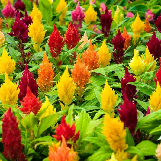 200 Seeds Celosia Plumosa LILLIPUT KEWPIE Mix, Dwarf Variety for Borders & Containers, Non-GMO, Vibrant Color, Easy to Grow, Annual Flowers