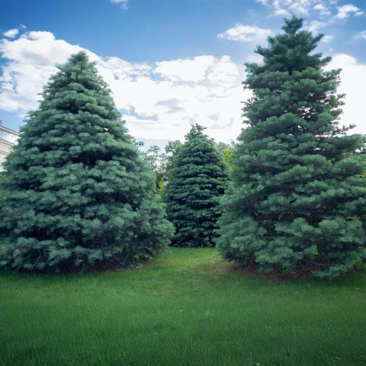 30 California White Fir Tree Seeds (Abies Concolor) | Pine, Evergreen, Hardy Conifer for Landscaping, Reforestation & Garden
