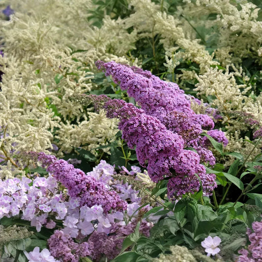 Purple Butterfly Bush Cuttings - 7 Unrooted 6" Live Plants, Fast-Growing, Flowering Shrub for Outdoor Gardens, USDA Zones 5-9