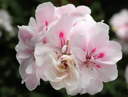 White Pink Pelargonium peltatum Trailing Ivy Geranium - 2 Live 6" Cuttings, Rare Double Petal Blooms, Easy to Propagate