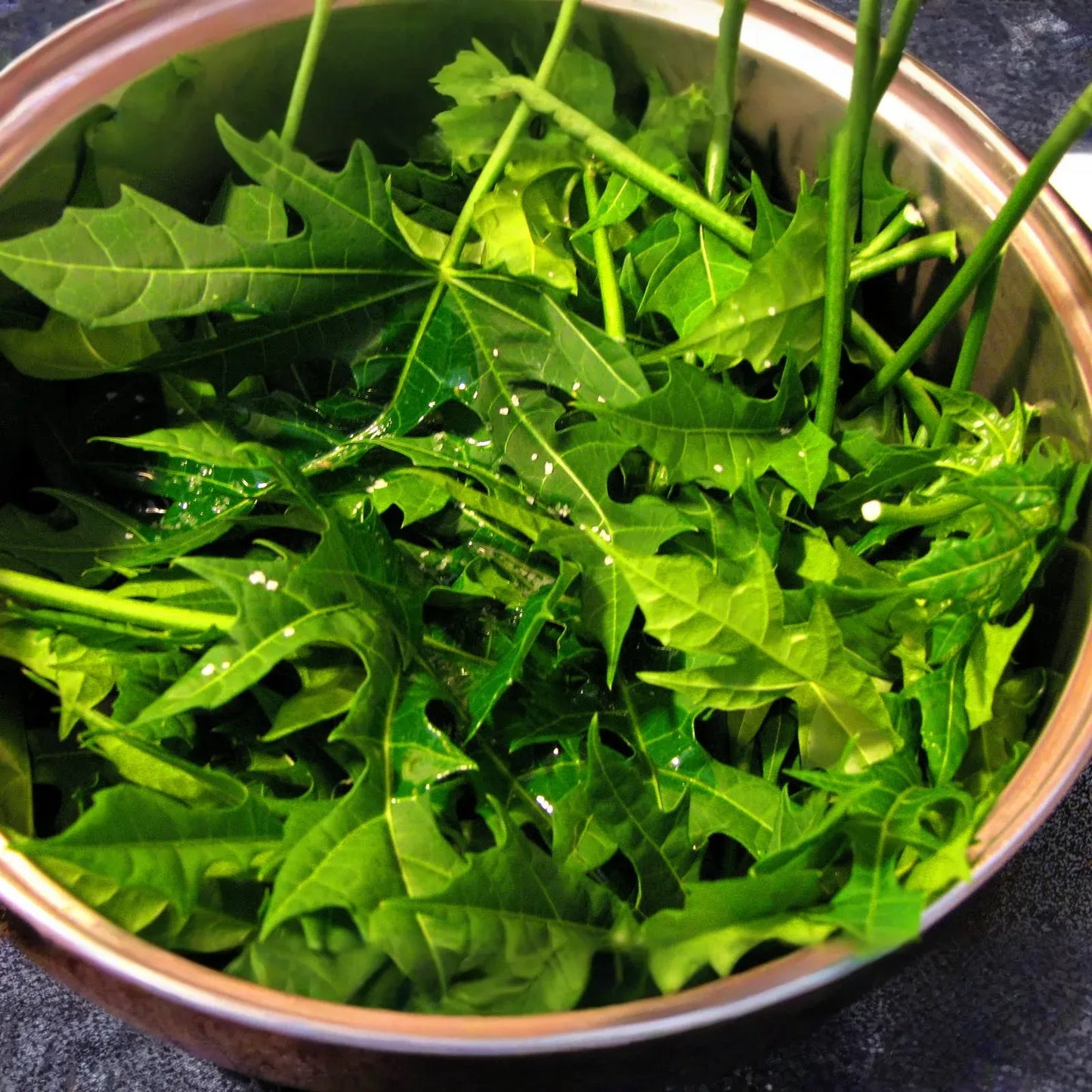 10 Organic Chaya Mexican Tree Spinach Unrooted Cuttings - Cnidoscolus aconitifolius, Superfood, Easy to Grow, Edible Leaf Plant Cuttings