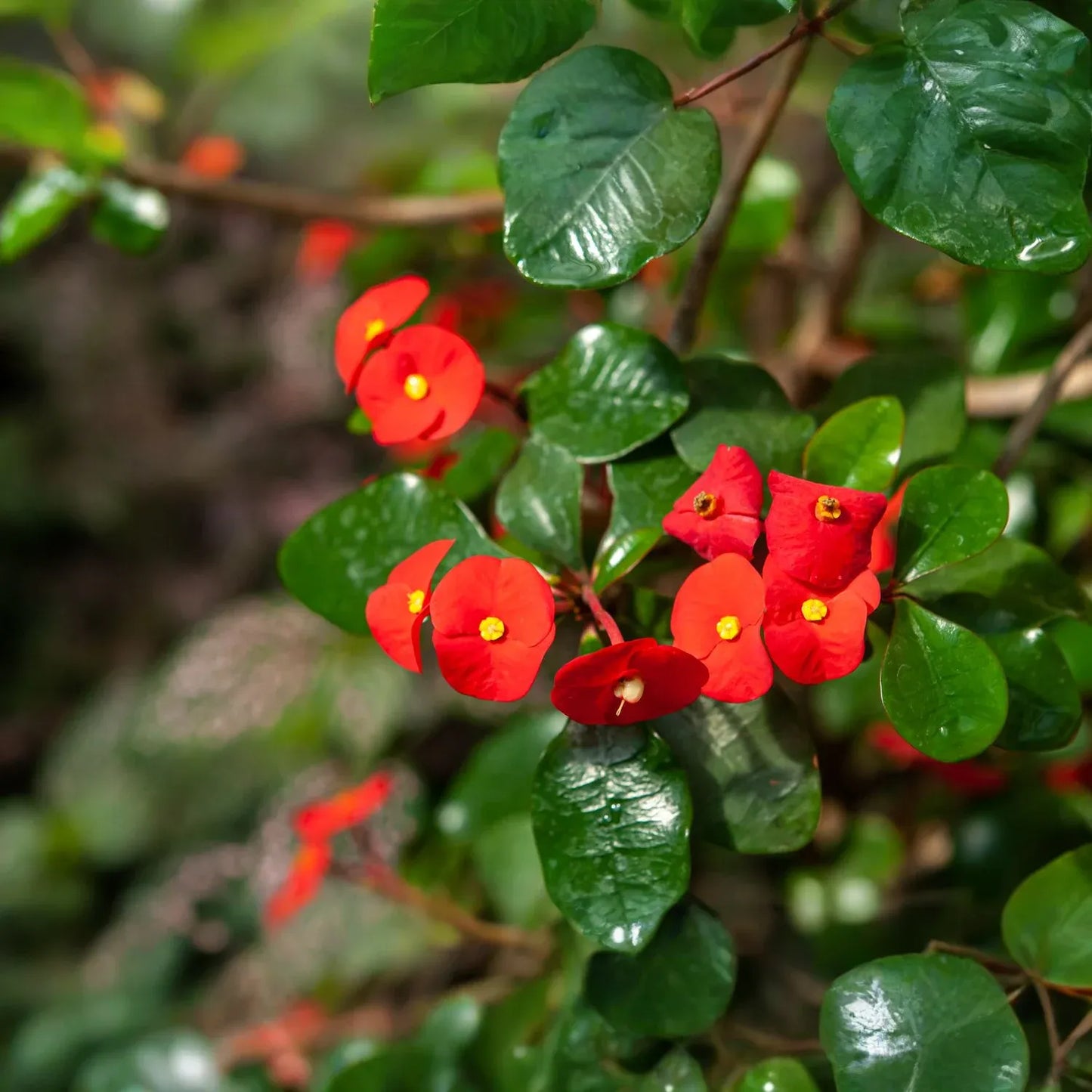 Red Crown of Thorns Cutting | Euphorbia Milii | No Roots | Easy to Grow | Drought-Tolerant | Tropical Succulent | Exotic Blooms