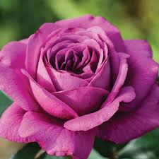 Plum Perfect™ Rose – 1.5 Gal Potted | Purple Double Blooms | Heat & Humidity Tolerant | Own-Root, Reblooming | Zones 5-10