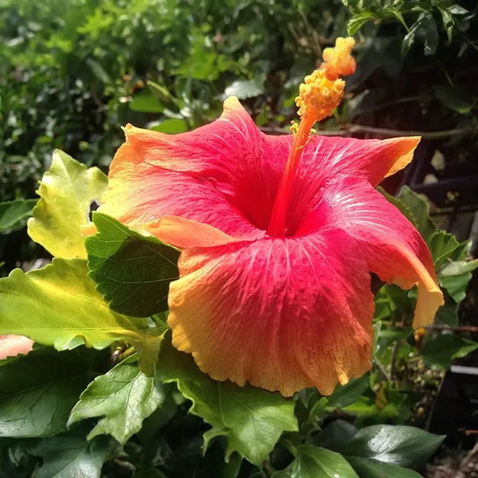 Exotic Hawaiian Sunset Fiesta Hibiscus Starter Plant - Live Tropical Plant 3-5 Inches Tall - Bare Root for Gardens & Landscaping