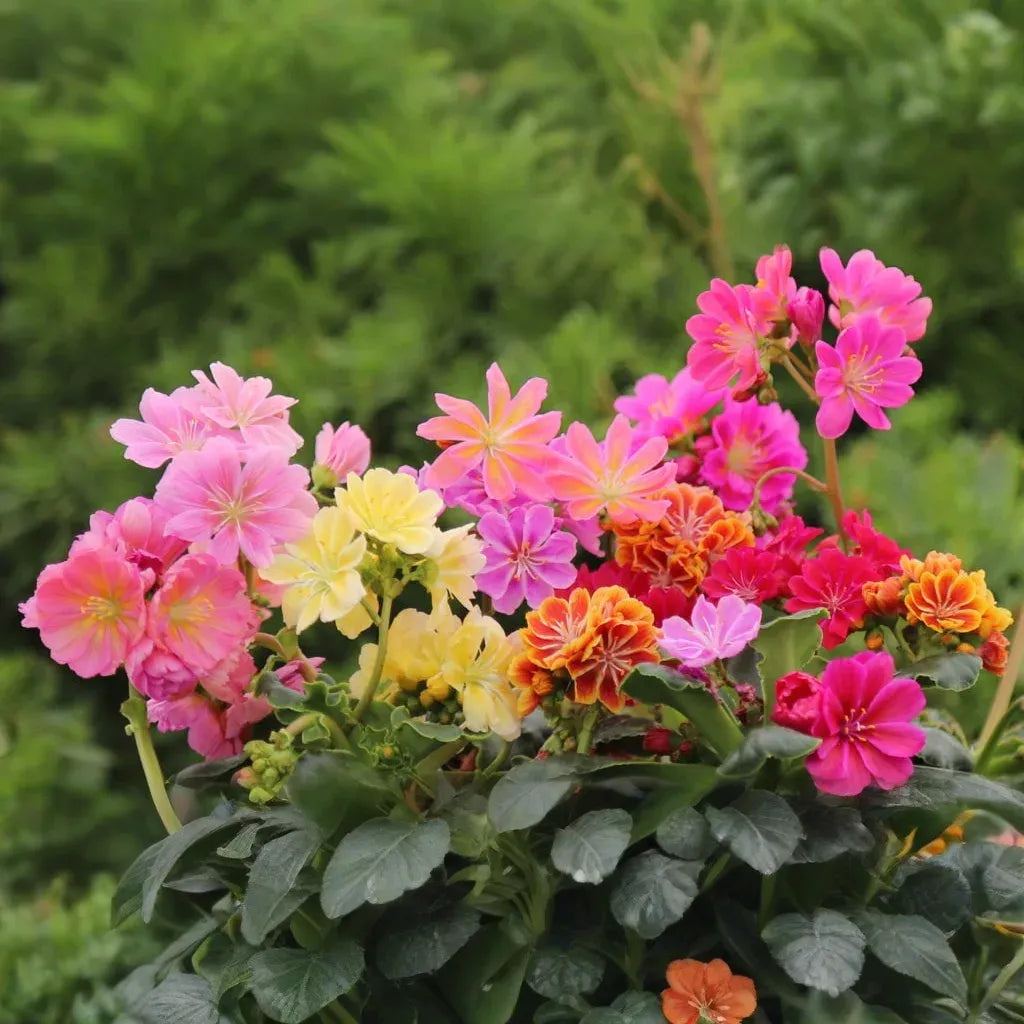 Lewisia 'Rainbow Mix' | Hardy Succulent Starter Plant | Drought-Tolerant Perennial for Rock Gardens & Pots |