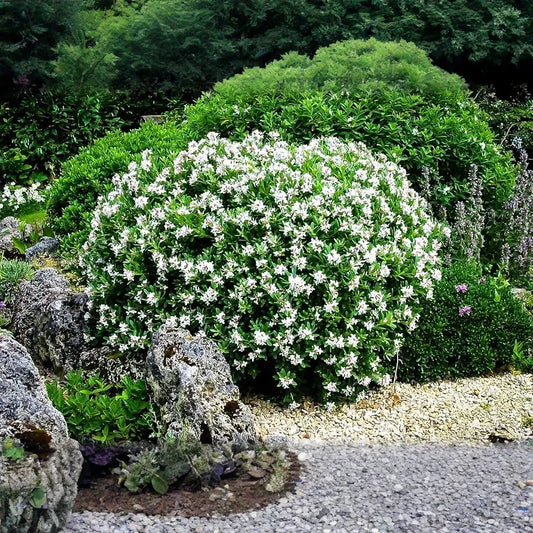 Gardenia Starter Plant (Gardenia jasminoides) – Fragrant Live Shrub, 1-2 Ft Tall, Ready to Plant, Lush Green Foliage & White Blooms