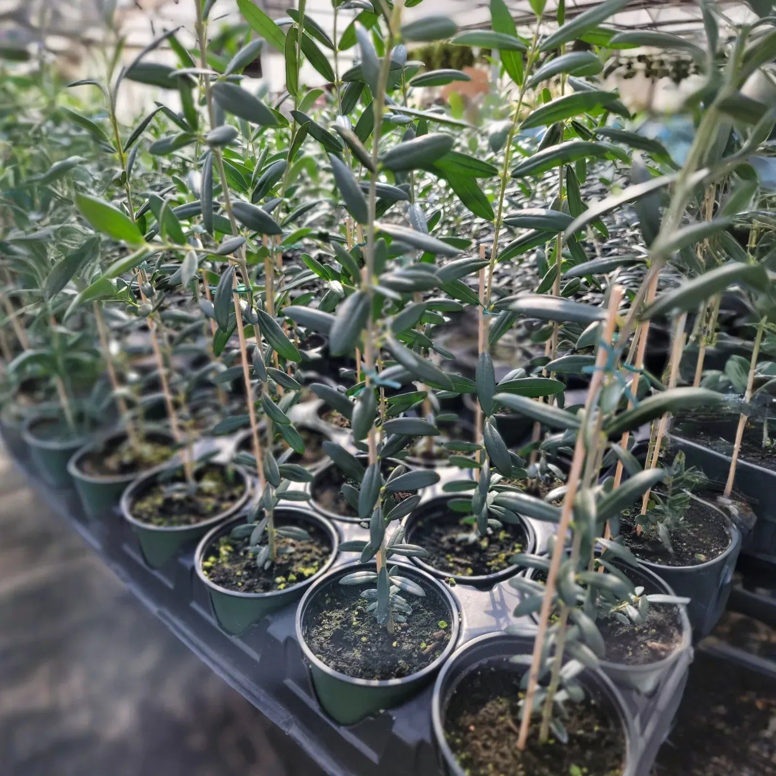 1 Arbequina Olive Tree, Live in 4 Inch Pot, Robust Roots, 10-15 Inches Tall, Hardy Edible Tree
