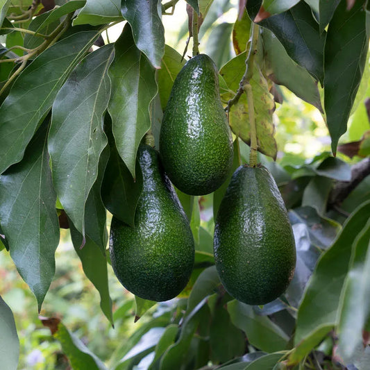 3 Avocado Unrooted Cuttings for Grafting 4"-7" | Persea americana | Fresh Avocado Tree Propagation | High-Quality Grafting Cuttings