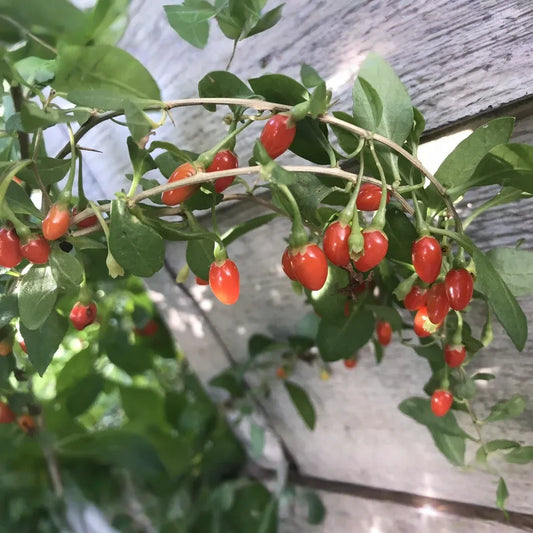 3 Bare Root Live Plants Goji Berry (Lycium barbarum) 4”-8” Ready to Plant