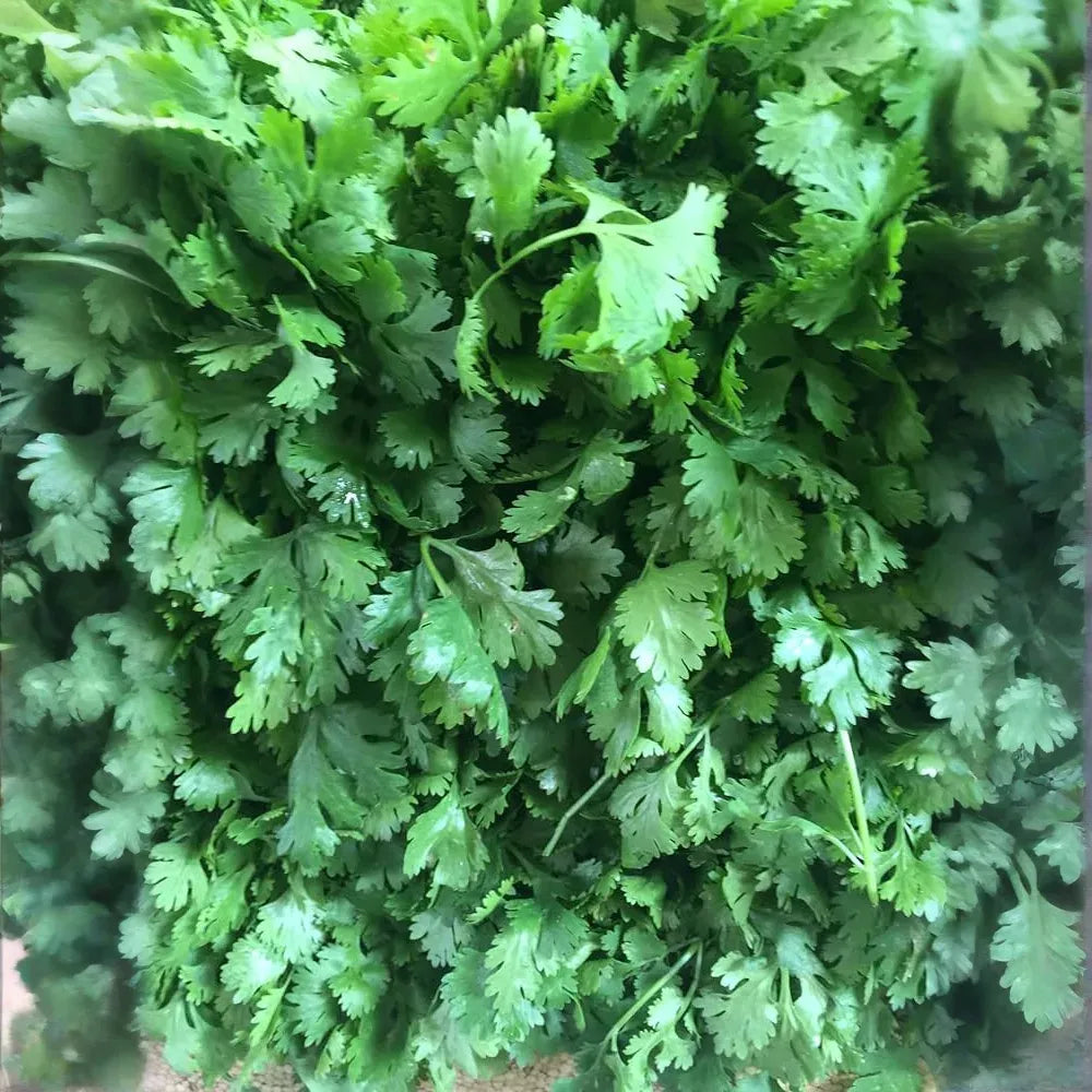 100 Seeds Santo Cilantro - Coriandrum sativum | Aromatic Herb for Culinary Use