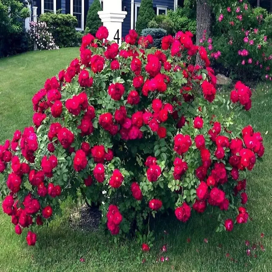 20 Japanese Red Rose Seeds (Rosa rugosa "Rubra") – Hardy Fragrant Bush, Edible Hips, Zones 3-10